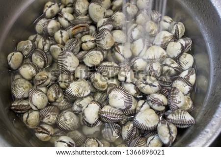 Cockles clams lays on top of each other. Crisp picture of cockle clams nature and fresh seafood