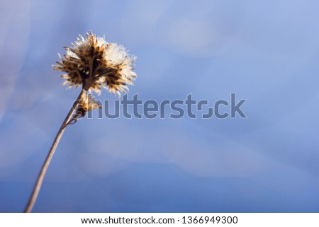 Dry flower outdoors. Beautiful old dried flower under the open sky.