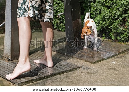 happy, jack russell at noon playing with a jet of water from the shower near the pool