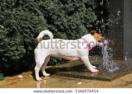 happy jack russell catches a shower of water on a summer day