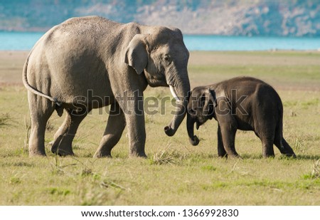 A baby elephant playing with a subadult 