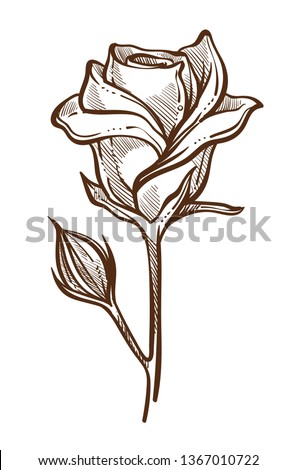 Rose plant open and closed buds on stem isolated sketch vector flower botany and floristry romantic gift cultivation and growing garden blossom and leaves drawn nature and flora element blooming.