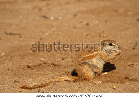 ground squirrel national parks of namibia between desert and savannah africa