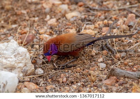 violeteared waxbill national parks of namibia between desert and savannah africa