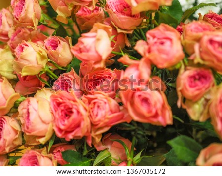  flower, rose, pink, background, bloom, beautiful, nature, petal, blossom, floral, greeting, romance, beauty, blooming, bouquet, leaf, flora, garden, gift, flare, birthday, love, bud, bunch, card, col