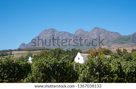 Cape Dutch style buildings peeping out behind a vineyard, with mountains in the background. Photographed at Babylonstoren Farm, Franschhoek, South Africa. 