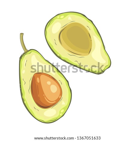 Avocado fruit cut in half, drawn by hand. Ripe avocado in a cut. Vector illustration.