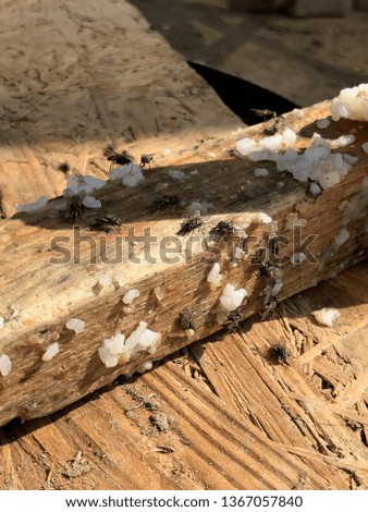 Many flies sit on a wooden Board. Flies eat white boiled rice. Insects on the wooden surface.