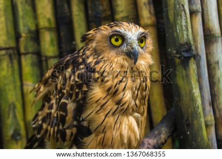 Photo of an Owl with big eye in photography, high resolution photo of owl cub.  