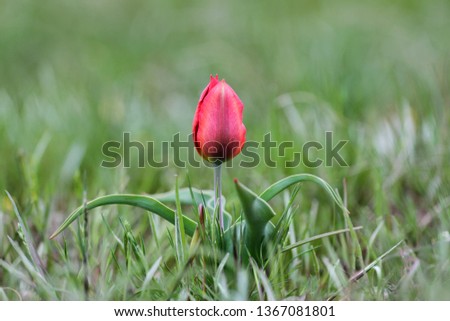 Red wild tulip in the steppe, Shrenk tulip, rare tulip, beautiful flower