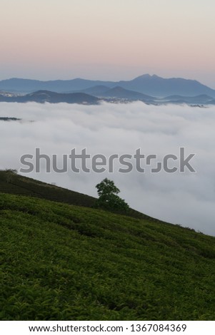 the magic light and fog cover valley at sunrise