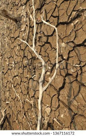 Dry  branches on  broken  brown soil