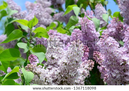 Branches of purple lilac and green leaves. Blooming branch of lilac