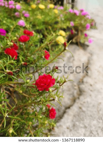 Red flowers in plant pots on cement floors