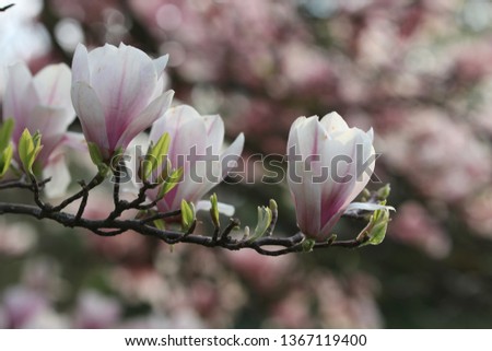 The blooming magnolia tree
