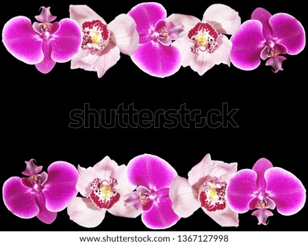 Beautiful floral Orchid background. Isolated 
