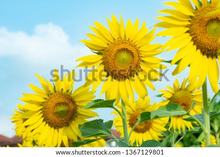 Group of sunflower and fresh green leaves against blue sky.
