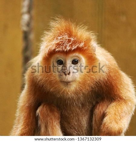 golden monkey face