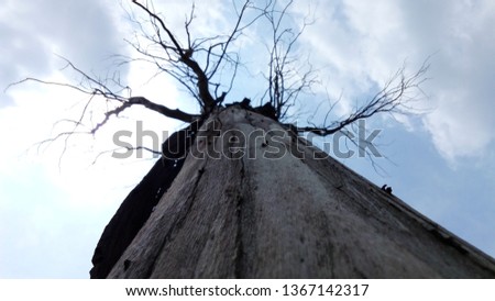 Dried Tree (dark black,wood,sky,clouds)