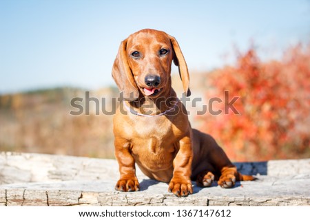 sweet dachshunds puppies Royalty-Free Stock Photo #1367147612