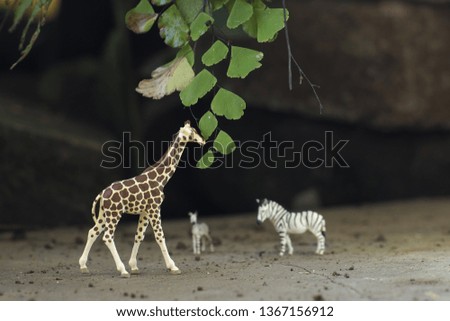 Wild live of giraffe and zebra