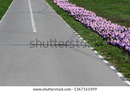 Flowerbed with hyacinth flowers along a bicycle lane