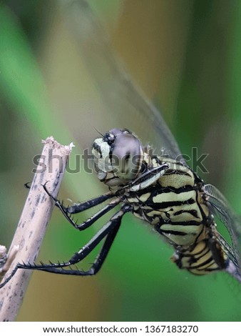 Perching Green Dragonfly