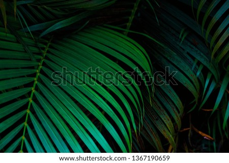 Tropical Palm leaves in the garden, Green leaves of tropical forest plant for nature pattern and background, People grow plants to make fences. color dark flat lay tone for input text.