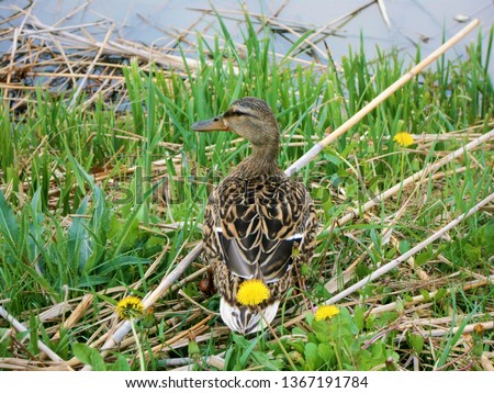 Laying duck in the grass at the blooming lake shore at Eastern in Budapest suburb, Hungary