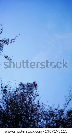 Beautiful bougainvillea flower over a blue sky wallpaper. Most wonderful bougainvillea branches over a copy space in the background. Beautiful wallpaper of a blue sky and  branches 