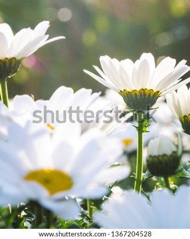 White English Daisy or daisies. close up at sunset.  