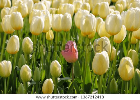 Colorful field of tulips, outdoor shot