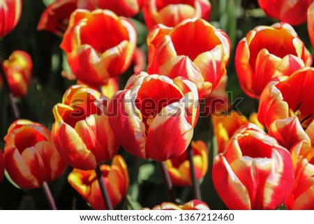 Colorful field of tulips, outdoor shot