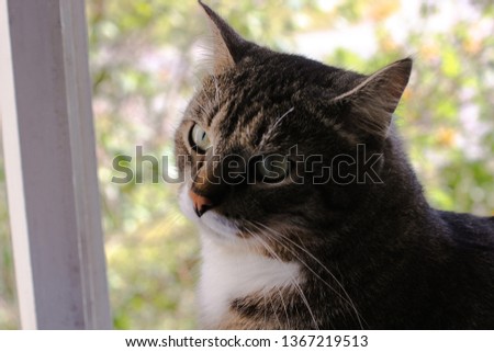 Beautiful brown tabby cat with big green eyes on the background of summer greens. Amazing background