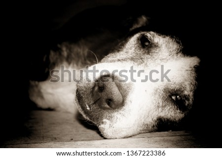 Old black and white dog