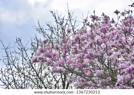 Beautiful blossom Magnolia  flowers are blooming with blue sky background in the garden on spring time.