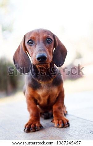 Cute dachshunds puppies Royalty-Free Stock Photo #1367245457