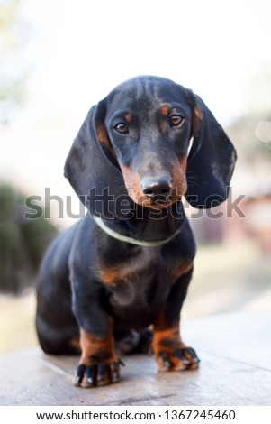 Cute dachshunds puppies Royalty-Free Stock Photo #1367245460
