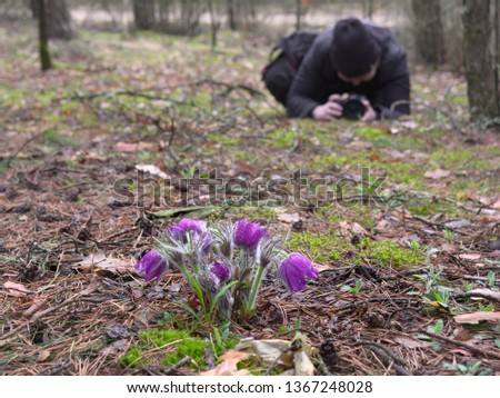 photographer takes pictures of spring flowers in the forest.