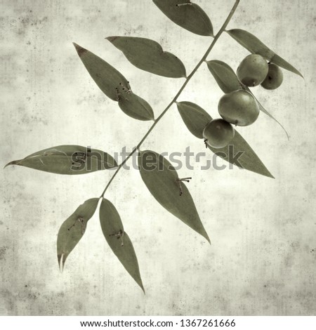 textured stylish old paper background, square, with dark green leaves of Semele gayae, plant endemic to the island of Gran Canaria