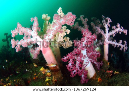 soft coral in Jeju Island Korea