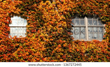 House window covered autumn leaves