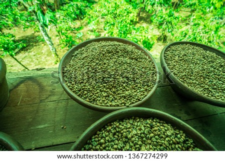 Traditional Bali coffee beans roasting in modern,trending green color
