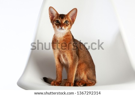 Abyssinian cat named Jam, 3 months. Royalty-Free Stock Photo #1367292314