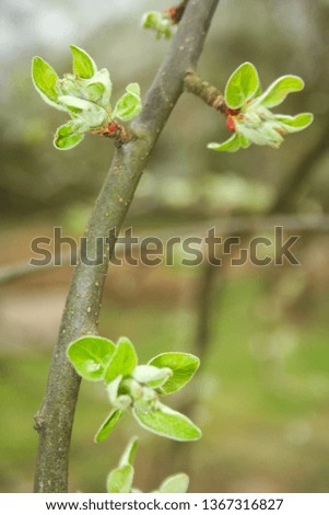 A developing apple blossom. The first signs of spring. Flowers grow and bloom.