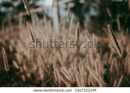 soft focus of grass flower in the morning that gives loneliness