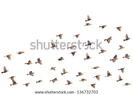 Flying sparrows isolated on a white background Royalty-Free Stock Photo #136732703