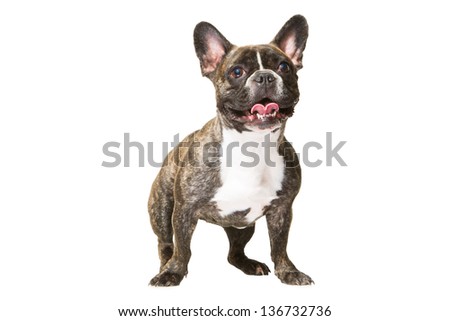 portrait of cute smiling French bulldog of tiger color on isolated white background