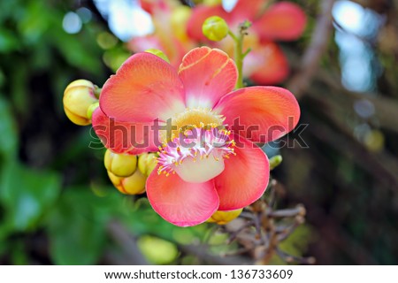 Couroupita guianensis, whose common names include Ayahuma and the Cannonball Tree