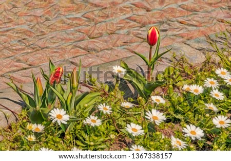 close up tulips and daisies in nature